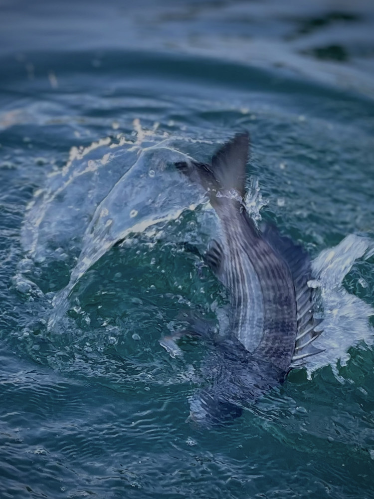 チヌエサ 魚餌研 BSb2 チヌ